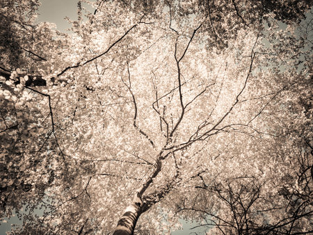 Trees on sky background. Summer green nature. Copy space. abstract filter toned.の写真素材