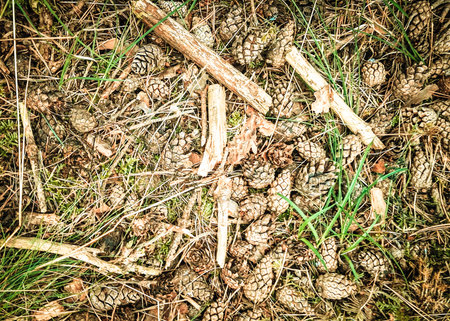 Forest litter as nature background. Copy space.