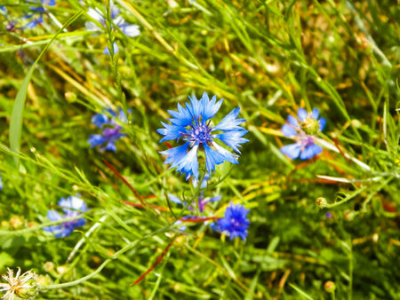 Meadow with iris flowers as nature background. Summer nature concept.