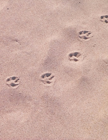 Paw prints on beach or desert. Natural background.