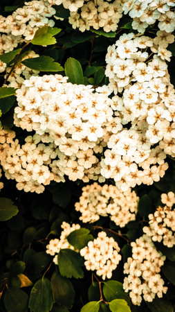 Close up of white spiraea flowers in bloom. Natural Background.