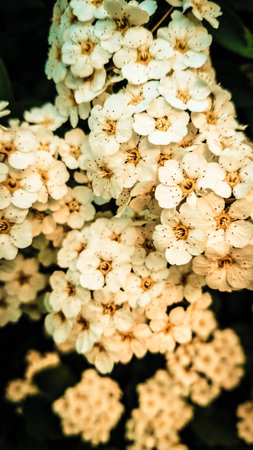 Close up of white spiraea flowers in bloom. Natural Background.