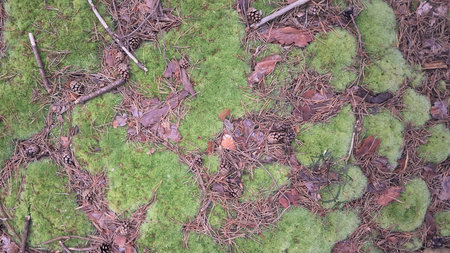 Forest ground. Moss and forest litter as natural background.