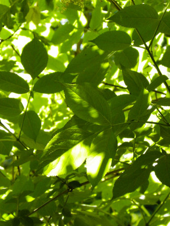 Close up of green leaves as nature background. Polish nature, summer.