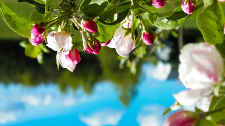 Natural phenomenon. Blooming flowers on apple tree branch.の写真素材