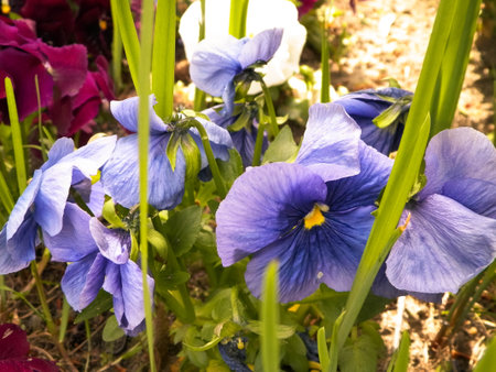 Pansies flowers blooming. Beauty of nature.