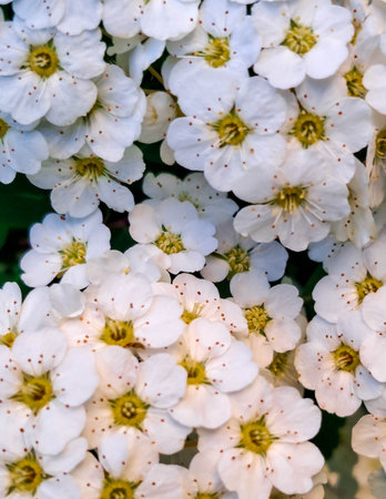 Close up of white spiraea flowers in bloom. Natural Background.