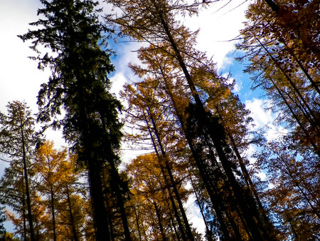 Autunal trees as natural background. Stunning nature of northern Poland.