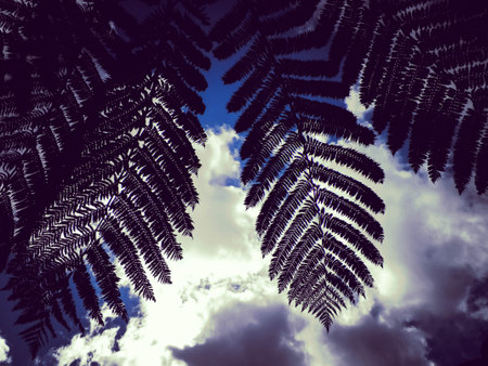 Palm leaves as a natural background. Copy space.の写真素材