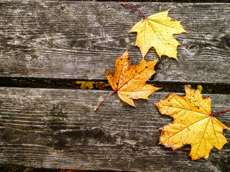 Yellow autumn leaves on wooden plank as nature background. Copy space.の写真素材