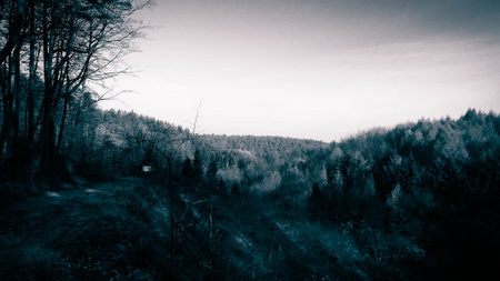 Autumnal forest landscape. Beauty of Polish nature - hills and gold leaves on trees. Dark bw gray filter toned.の写真素材