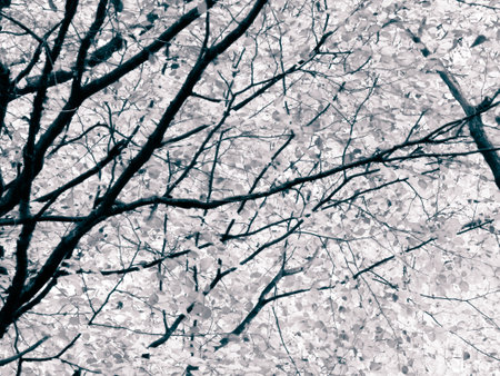Branches of autumnal trees as nature background. Golden autumn, copy space. BW abstract filter toned.の写真素材