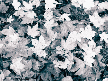 Close up of autumnal leaves as nature background. Golden autumn, copy space. Abstract filter tonedの写真素材