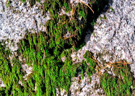 Mossy rock as a natural background. Copy space.の写真素材