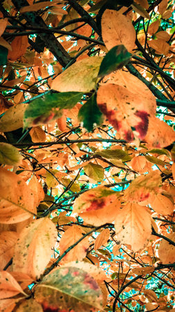 Autumnal leaves as a natural background. Copy space.