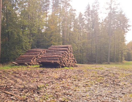 Cut wood piles in forest. Agriculture and environmental conservation.