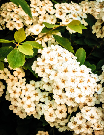 Close up of white spiraea flowers in bloom. Natural Background.の写真素材