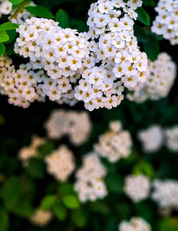 Close up of white spiraea flowers in bloom. Natural Background.の写真素材