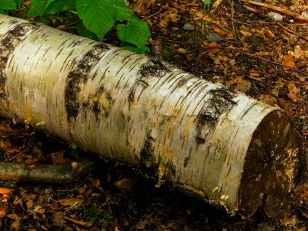 Birch root as a natural background. Copy space.の写真素材