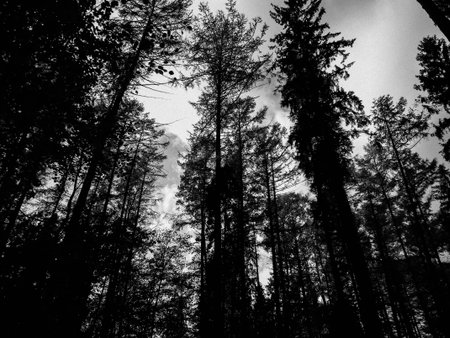 Deep autonal forest landscape. Black and white filter toned.