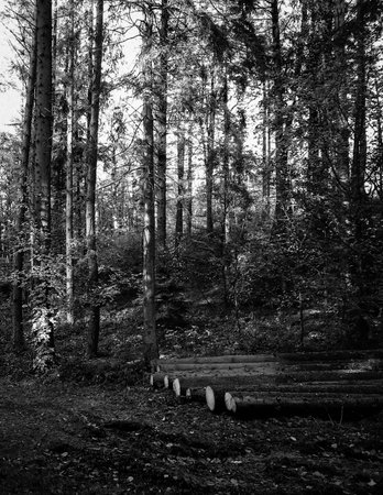 Deep autonal forest landscape. Black and white filter toned.
