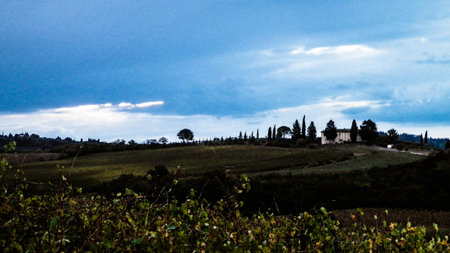 Vineyard in Tuscany. End of October. Agriculture concept.の写真素材