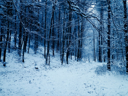 Winter forest landscape. Fresh snow on trees.の写真素材