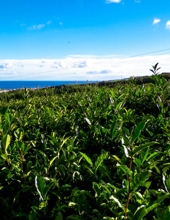 Landscape of tea plantation in Porto Formoso and atlantic ocean in the background.の写真素材