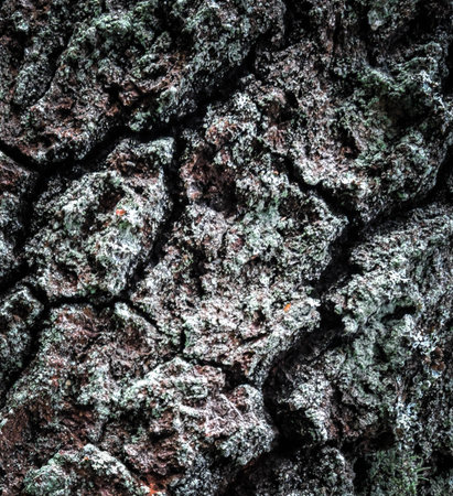 Bark on a tree trunk as a natural background. Copy space.の写真素材