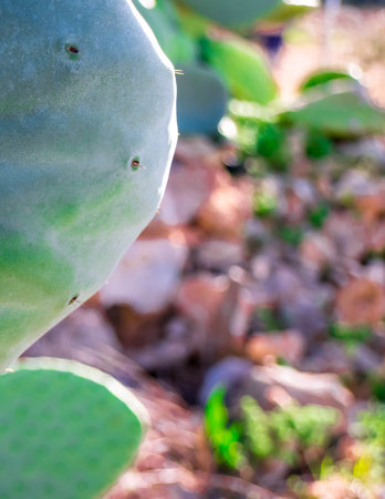 Close up of prickly pear. Mediterranean desert plant.の写真素材