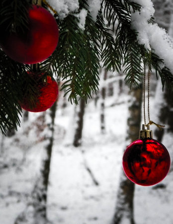 Red christmas balls on spruce tree branch. Copy space on blurred background.の写真素材
