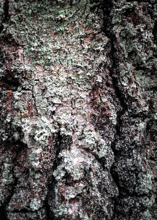 Tree bark as a natural background. Copy space.の写真素材