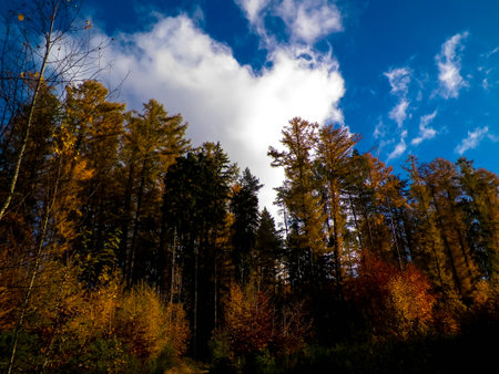 Autumnal forest in Northern Poland at sunny day. Beauty of nature.の写真素材