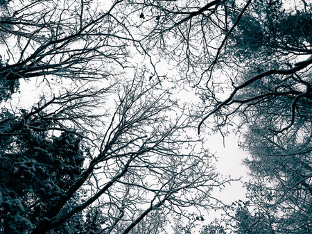 Winter forest landscape. Nature concept, BW filter toned.の写真素材