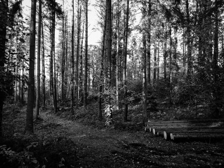 Deep autonal forest landscape. Black and white filter toned.の写真素材