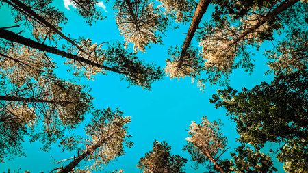 Forest tree crowns against blue sky. Natural background.の写真素材
