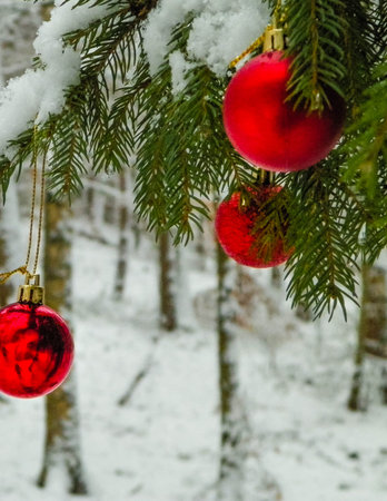 Red christmas balls on spruce tree branch. Copy space on blurred background.の写真素材