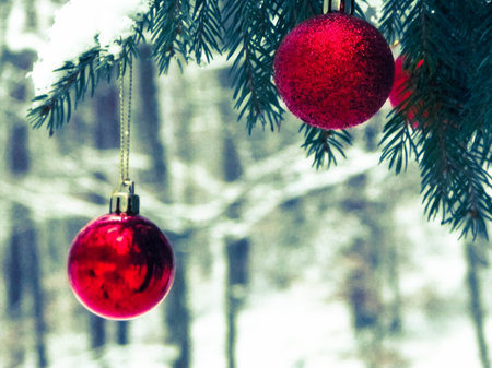 Red christmass balls on spruce tree branch. Copy space on blured background.の写真素材