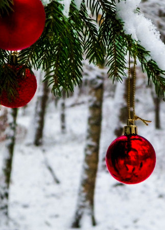 Red christmas balls on spruce tree branch. Copy space on blurred background.の写真素材