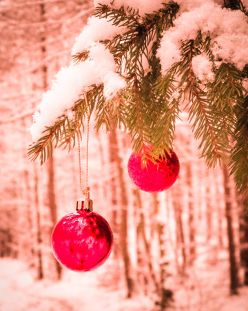 Red christmas balls on spruce tree branch. Copy space on blurred background.の写真素材