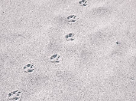 Fox paw prints on beach or desert. Natural background.の写真素材