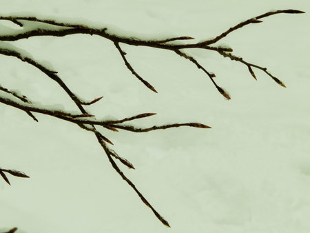 Winter season concept - white snow on branches. Nature background, art filter toned.の写真素材
