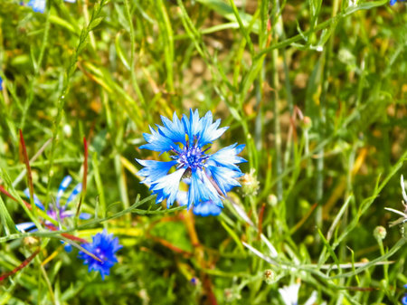 Meadow with iris flowers as nature background. Summer nature concept.