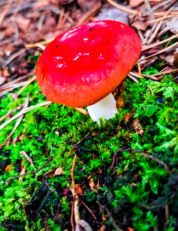 Close up photo of russula emetica (also sickener, emetic russula, or vomiting russula). Red cap, non edible mushroom. Beauty of nature.の写真素材