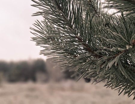 Frozen spruce tree branch. Biting frost. Copy space on natural background.の写真素材