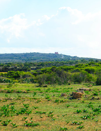 Nature 2000 area on Marfa Peninsula Malta. The only one green and forested area on this beautiful island.の写真素材