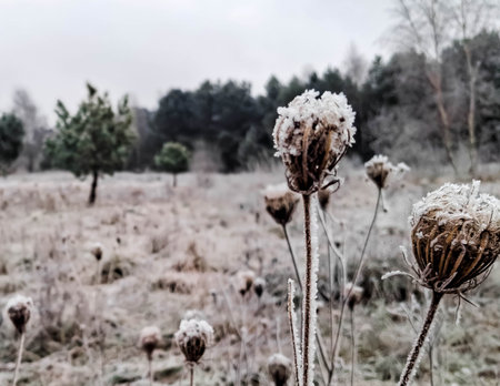 Biting frost over Kashubian meadow. Beginning of winter in northern Poland.の写真素材