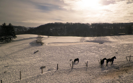 Horses on pasture in Kashubia Northern Poland at winter.の写真素材