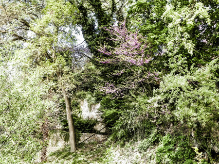 Trees in Balchik Palace botanical garden garden. Nature concept.の写真素材