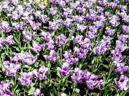 Pink tulips as nature background. Summer time.の写真素材